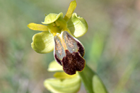 Ophrys lupercalis